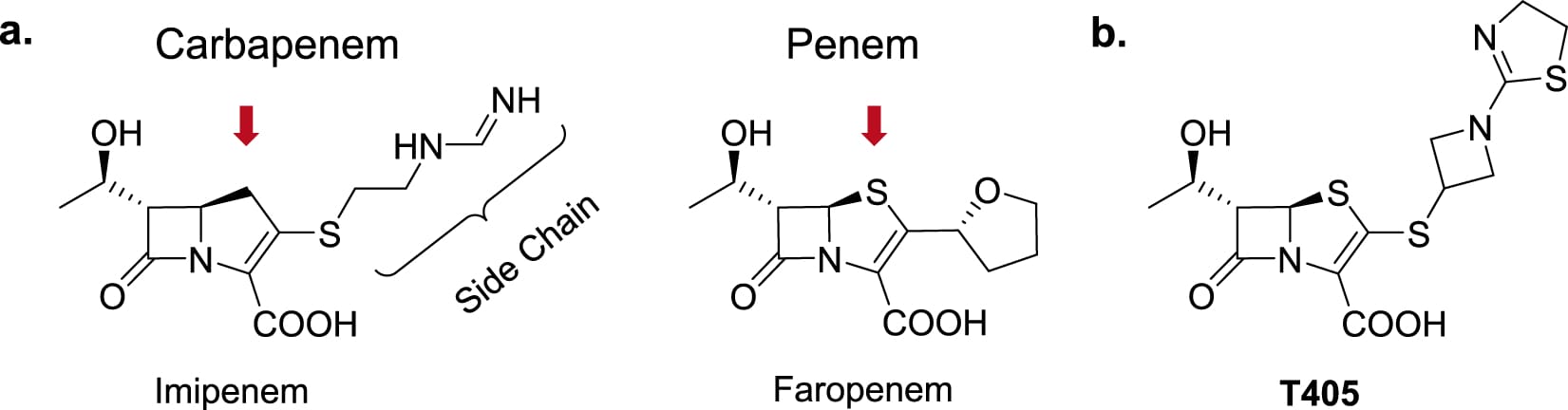 Structures of the carbapenem Imipenem and the penem Faropenem are shown with red arrows indicating the differences in the ring structures. b Structure of the new penem developed here, T405.