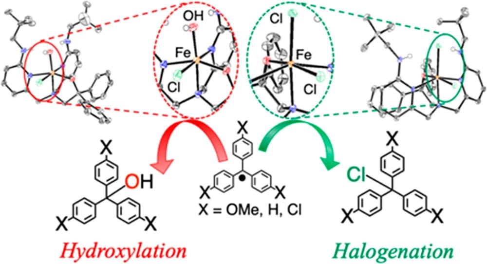 processes of hydroxylation and halogenation