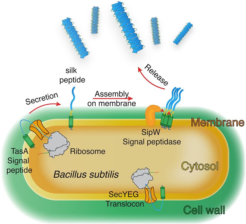 process of how silk peptides move along a bacillus subtilis